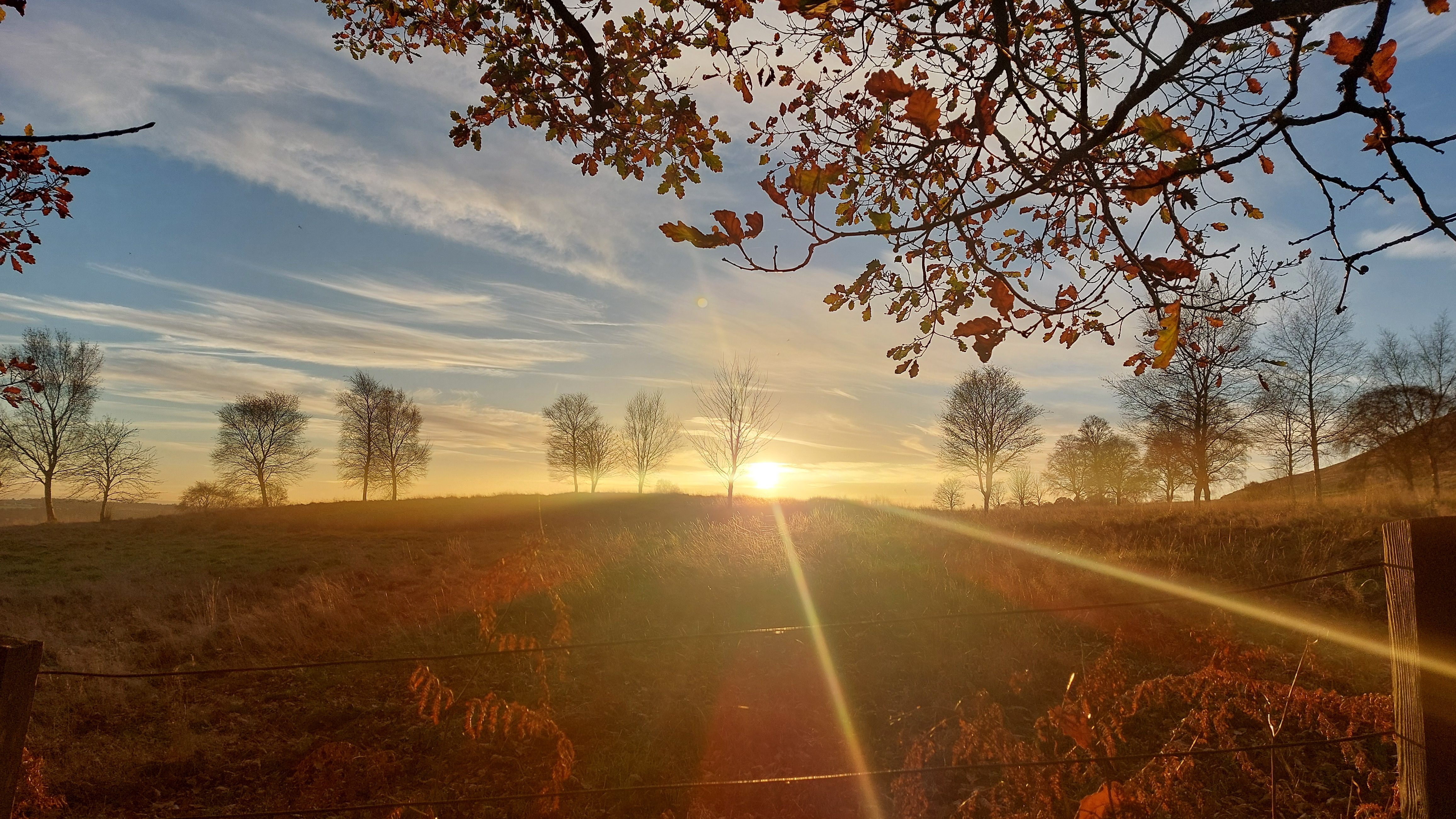 Decorative image of the sun on the horizon on an autumn day. In the foreground and above is a tree with reddish leaves. Two rays come from the sun to the bottom right. There are several trees along the horizon.